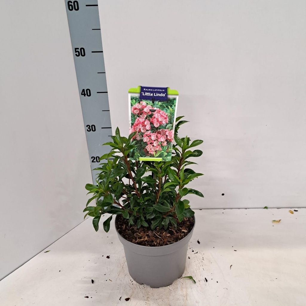 Kalmia lat. 'Little Linda' - Berglaurier | 25-30 cm in pot Productafbeelding 