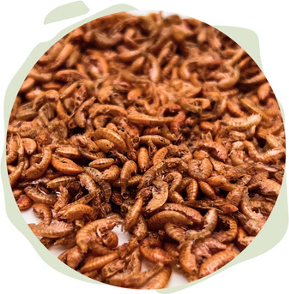 WTS - Naturhäppchen - Gammarus Bachflohkrebse - 1000 ml - Naturfutter für Fische & Reptilien