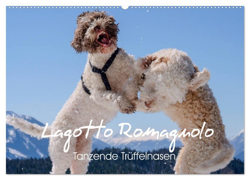 Lagotto Romagnolo Tanzende Trüffelnasen (Wandkalender 2027 DIN A2 quer), CALVENDO Monatskalender