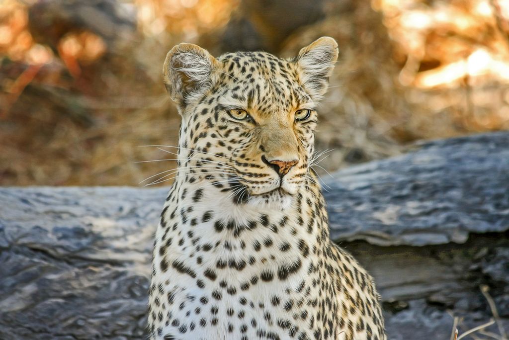 hansepuzzle 76057 - Gepard Puzzle, 2000 Teile, Tierwelt, 90,0 x 60,0cm mit hochwertiger Aufbewahrung, Kartonbox und wiederverschließbarem Beutel