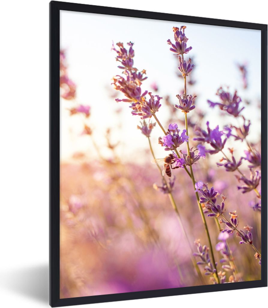 MuchoWow Gerahmtes Poster Lavendel - Nahaufnahme - Sonne - Blumen - Lila 30x40 cm - Poster mit Schwarzem Bilderrahmen Wandposter Rahmen Foto Bild...