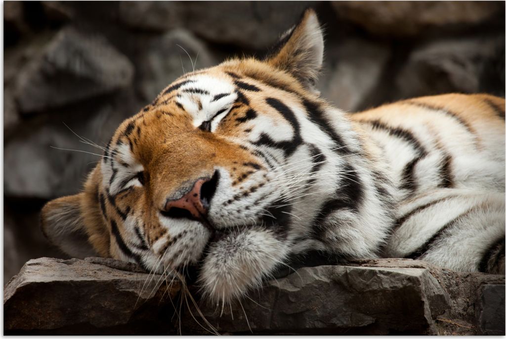 MuchoWow Poster Tiger - Ruhend - Felsen 180x120 cm - Fotoplakat