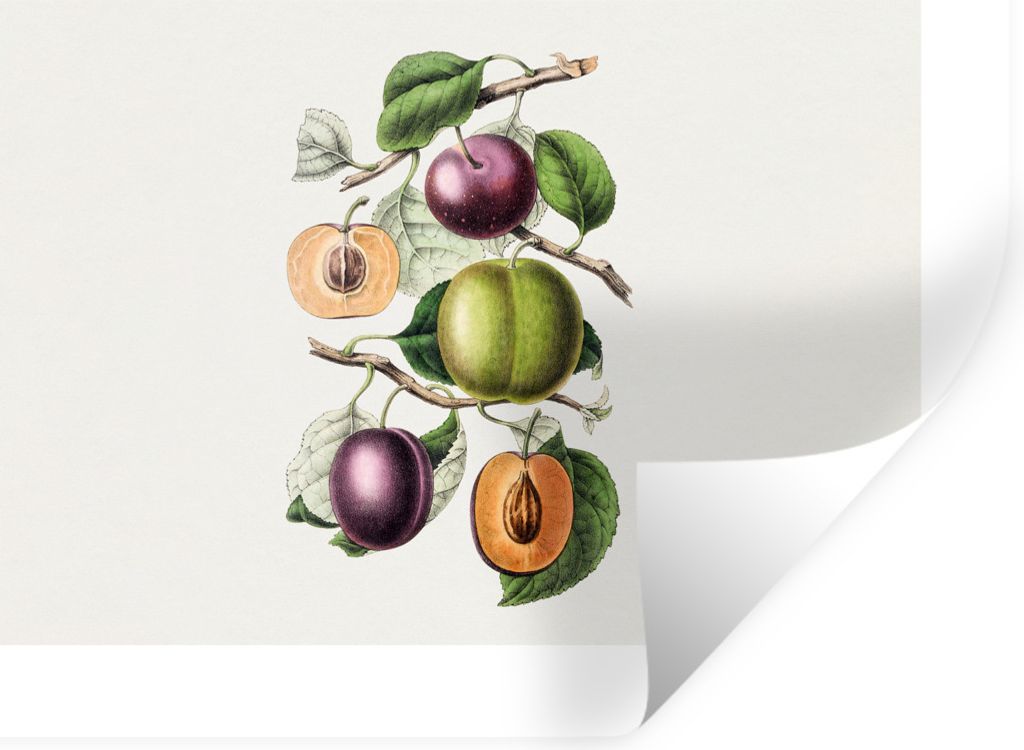 MuchoWow Wandtattoo Wandsticker Wandaufkleber Obst - Jahrgang - Pfirsich 160x120 cm Selbstklebend und Repositionierbar - Selbstklebend - Fototapeten