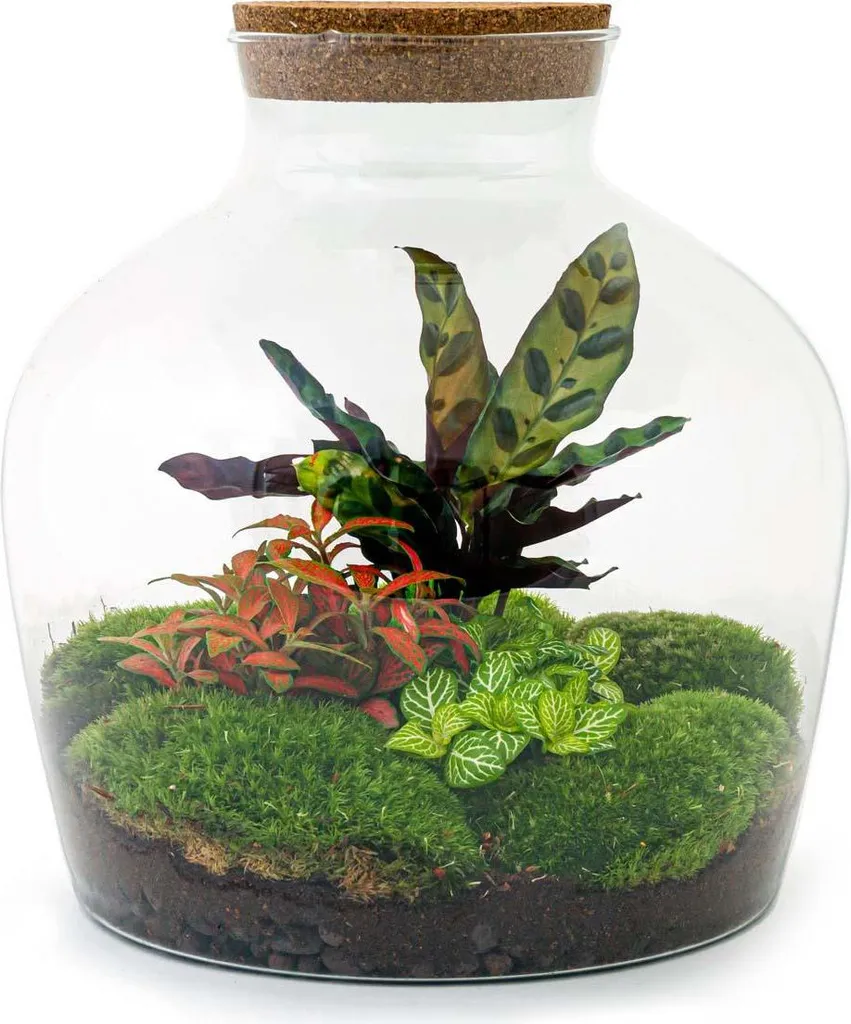 Kit jardin d'intérieur en verre Ø 29 cm : créez votre terrarium DIY