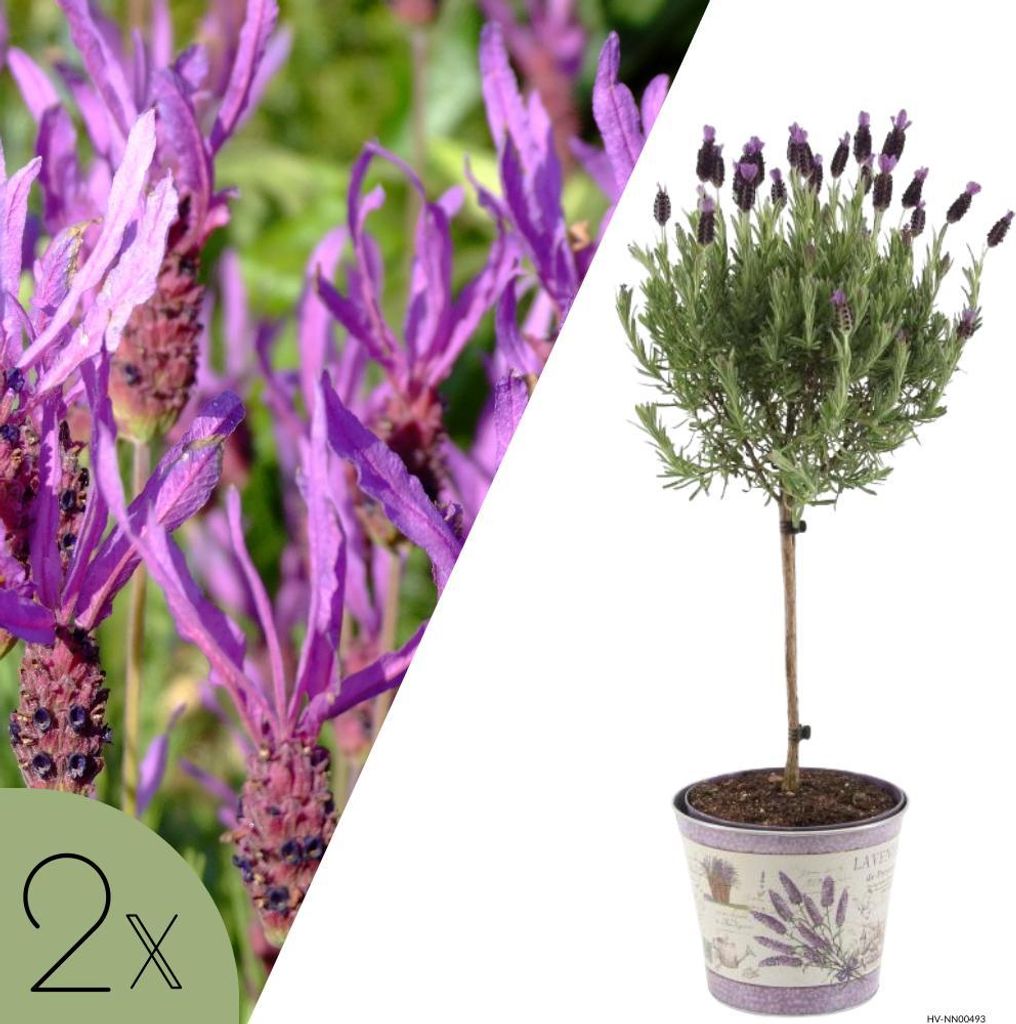 Französischer Lavendel Anouk auf Stamm im Dekotopf | Set mit 2 Pflanzen | Lavandula stoechas 'Anouk' | Winterharte Terrassenpflanzen