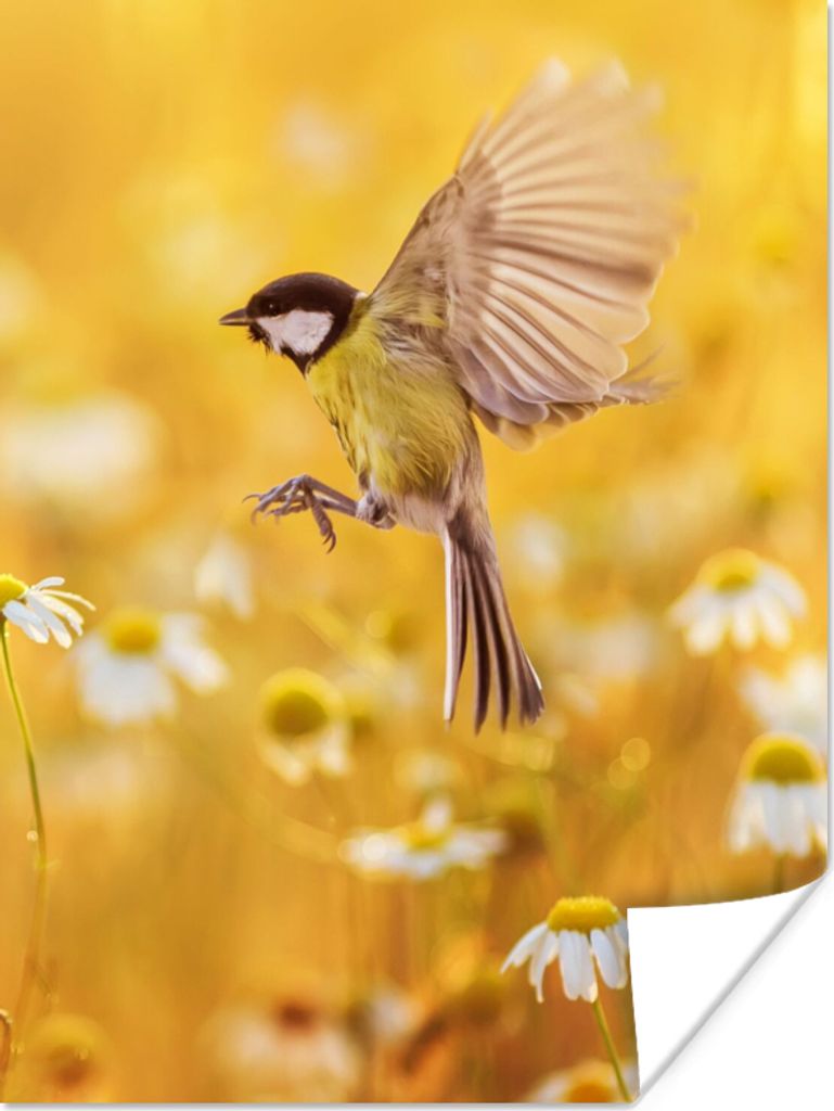 MuchoWow Poster Vogel - Kohlmeise - Blumen - Gänseblümchen 90x120 cm - Wohnzimmer