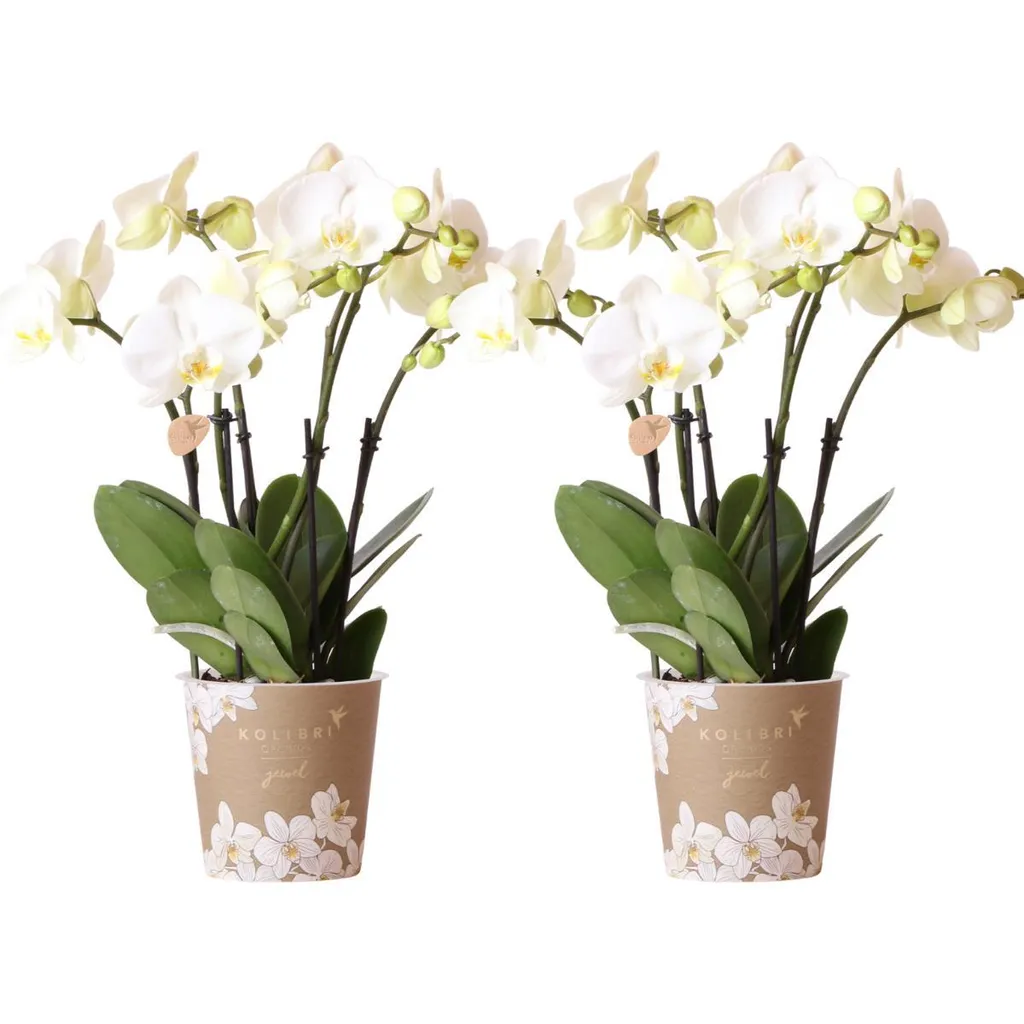 Lot de 2 orchidées Phalaenopsis blanches Kolibri pour une déco élégante