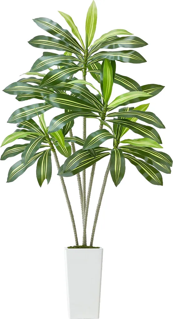 prayer plants calathea Prayer Plant  Plant Detectives