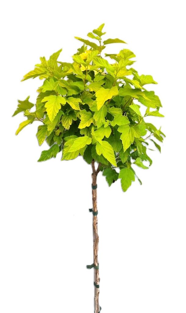 Gelbe Blasenspiere 'Physocarpus Opulifolius Dart's Gold Hochstamm 80 - 100 cm