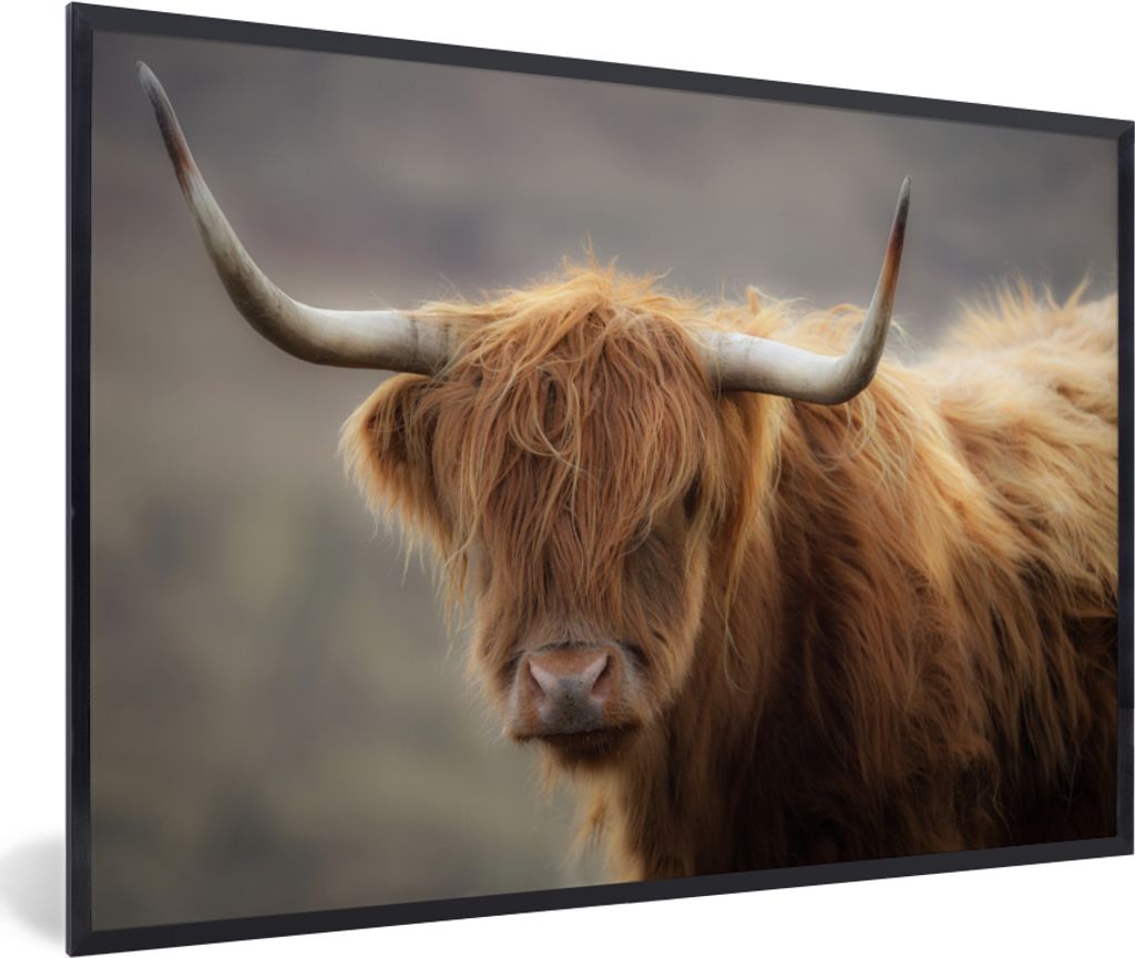 MuchoWow Gerahmtes Poster Schottischer Highlander - Licht - Porträt 90x60 cm - Poster mit Schwarzem Bilderrahmen Wandposter Rahmen Foto Bilder -...
