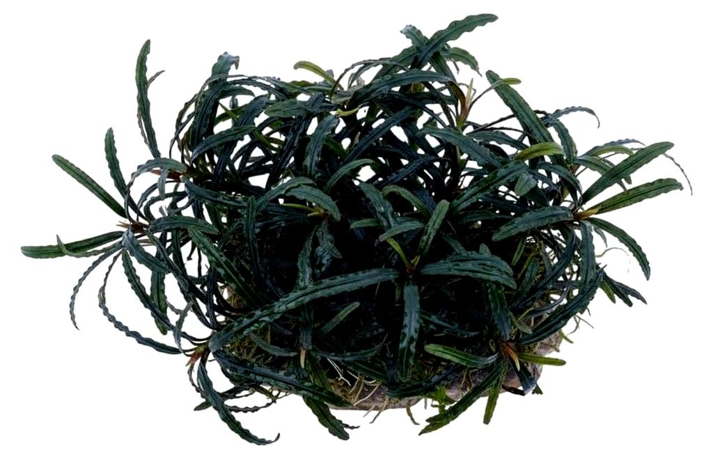 Bucephalandra filiformis Rosmarin - Aufsitzer Wasserpflanze für das Aquarium - Langsam wachsende Deko für den Mittelgrund - Geeignet für Garnele...
