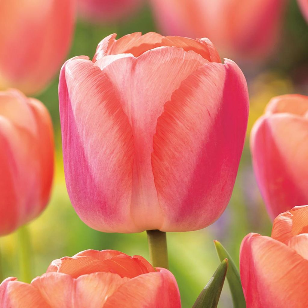 Tulipány Cibulky Cibulky Květiny Darwin Tulipán Apricot Obrázek produktu 