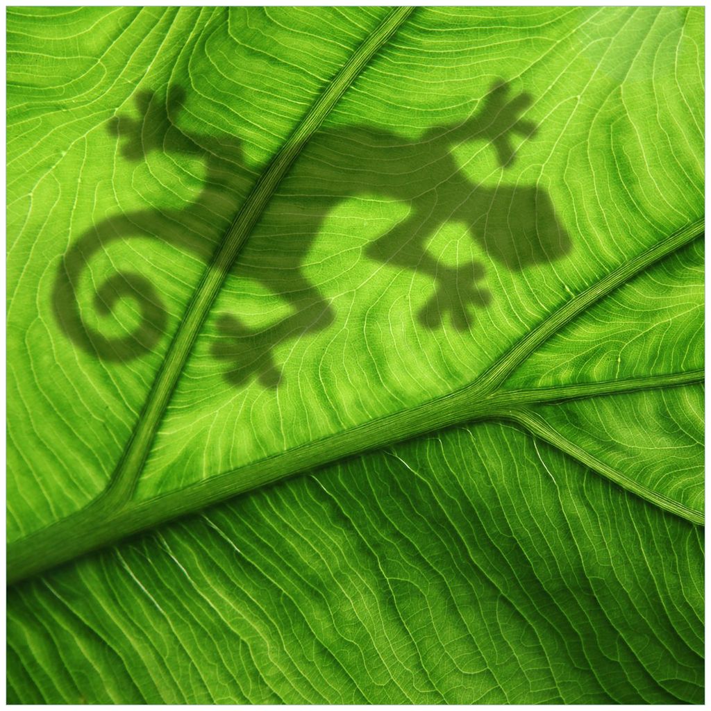Wallario Magnet für Kühlschrank / Geschirrspüler, magnetisch haftende Folie - 60 x 60 cm, Motiv: Gecko Schatten auf grünem Blatt - Umriss