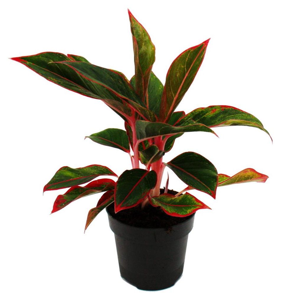 Aglaonema Jungle Red - Barevné vlákno - Neobvyklé odrůdy - Obrázek produktu 