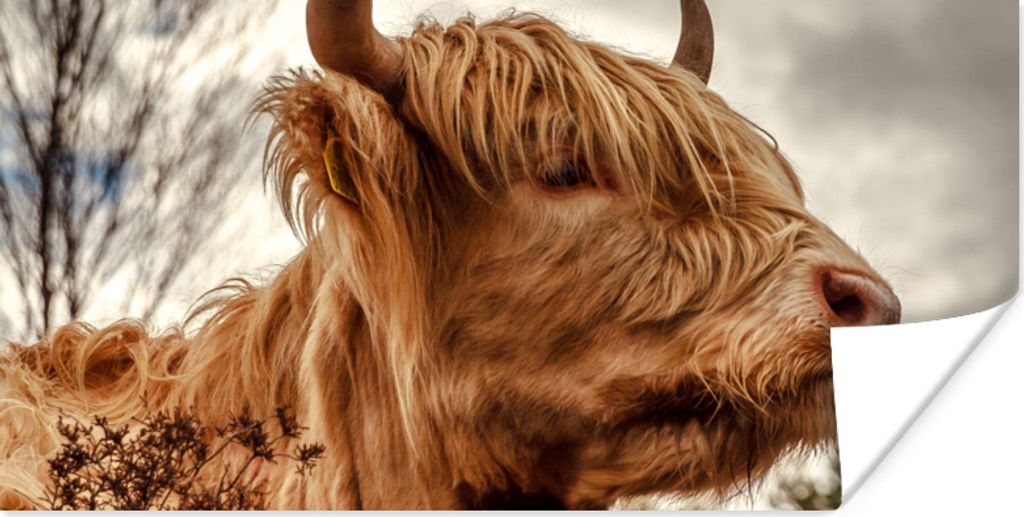 MuchoWow Poster Scottish Highlander - Strauch - Heidekraut 80x40 cm - Wanddeko