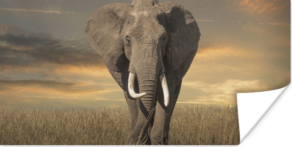 MuchoWow Poster Weidender Elefant 80x40 cm - Wanddeko