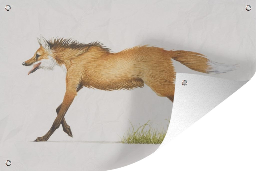MuchoWow 120x80 cm Outdoor-Poster Gartendeko Sichtschutz Garten Poster für den Garten Illustration eines Mähnenwolfs im Gras