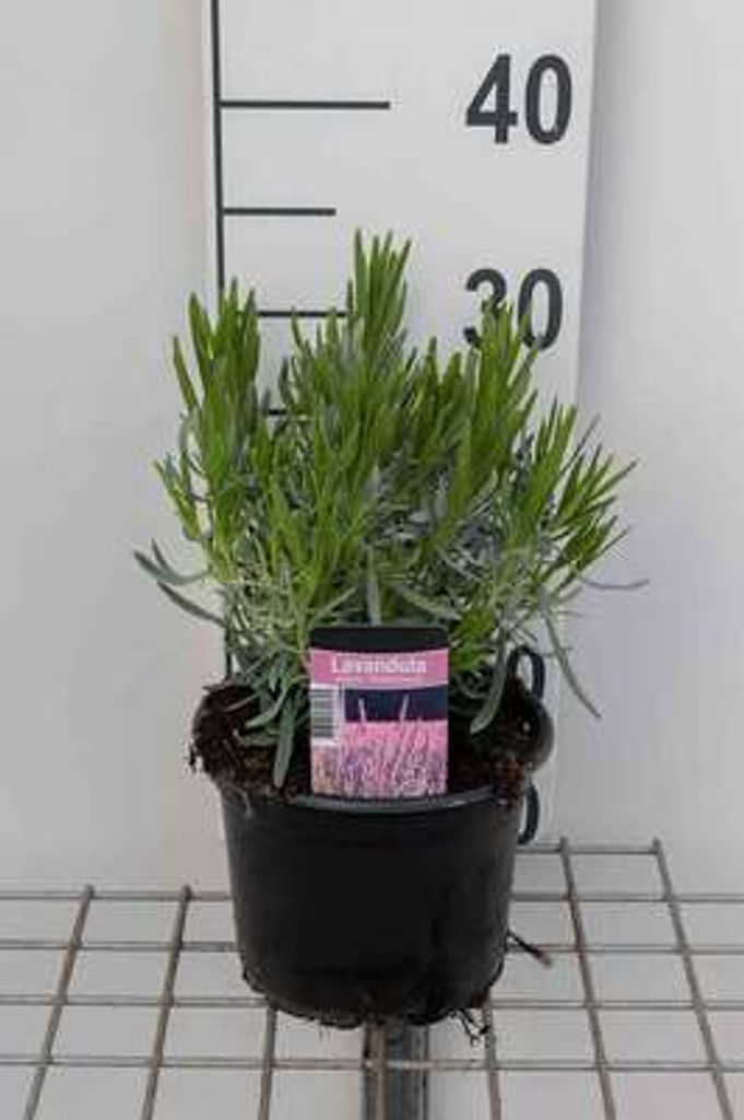 Lavandula int. 'Phenomenal'® (niko) - Lavendel - Container Produktbild 