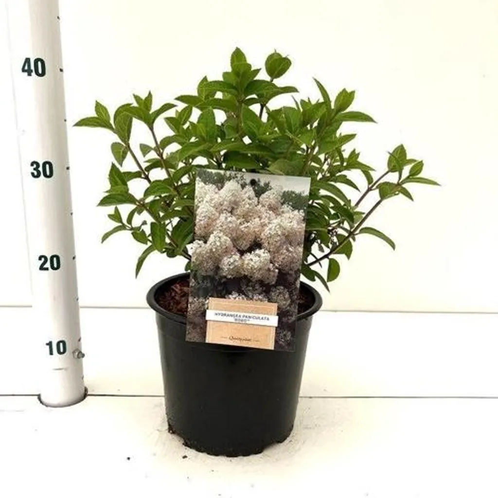 Hortensia paniculé nain Bobo : arbuste à fleurs blanches 30-40 cm pot
