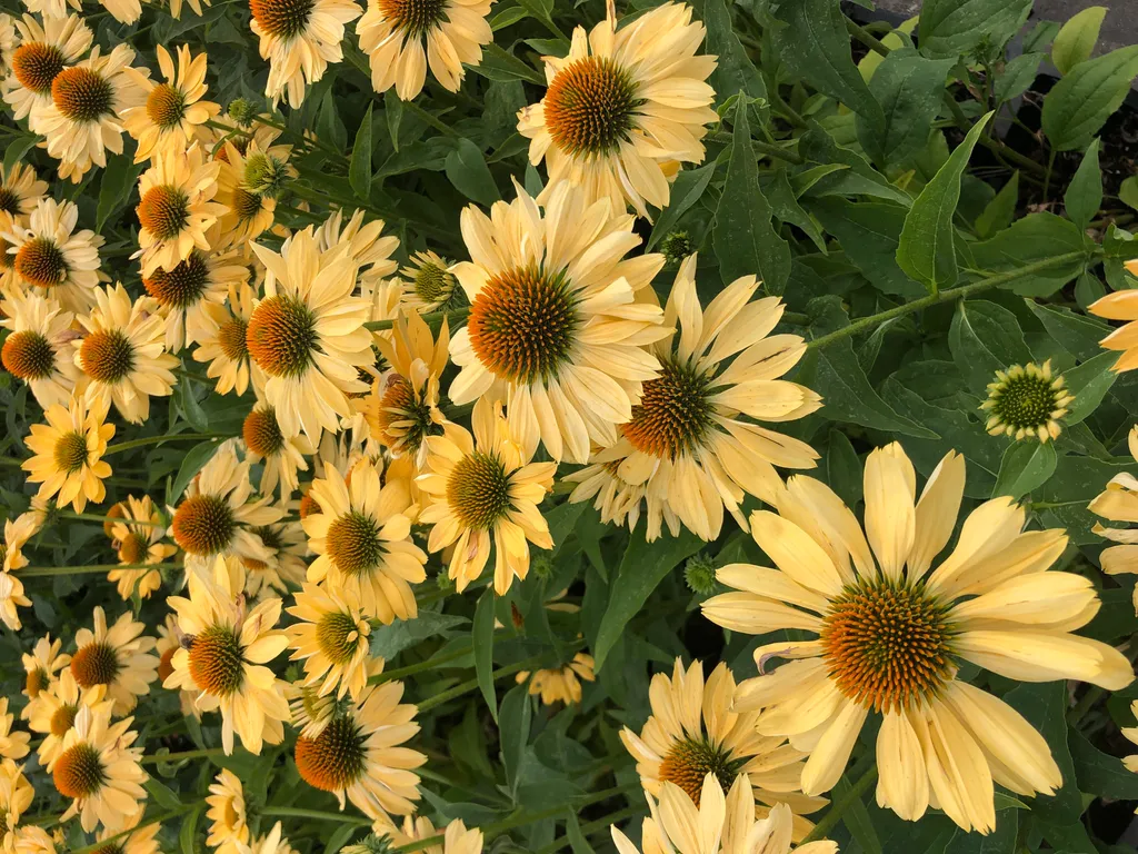 Echinacea Aloha : 6 Plantes résistantes à la sécheresse pot 9x9