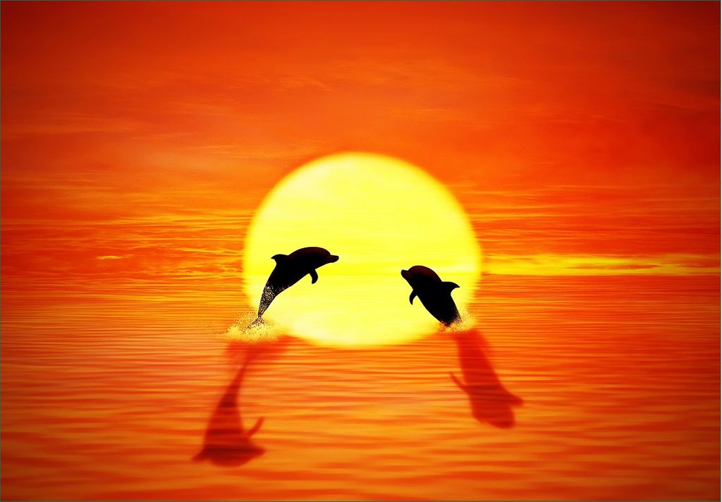 Wallario Fototapete Vliestapete, seidenmatte Oberfläche, einfache Verarbeitung, Größe 350 x 245 cm, Motiv Delphine im Sonnenuntergang