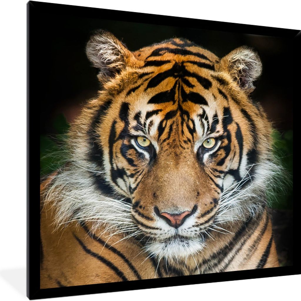 MuchoWow Gerahmtes Poster Tiger - Schwarz 40x40 cm - Poster mit Schwarzem Bilderrahmen Wandposter Rahmen Foto Bilder - Mit Rahmen - Wanddekoratio...