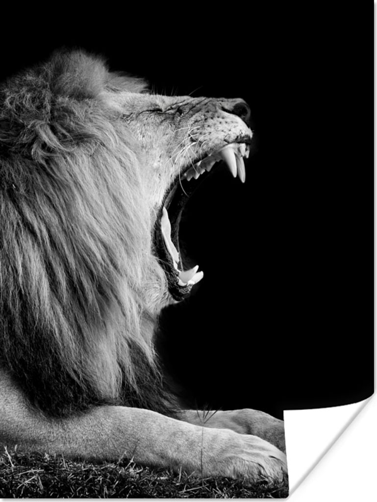 MuchoWow Poster Löwe - Wildtiere - Gras - Schwarz - Weiß 90x120 cm - Wohnzimmer
