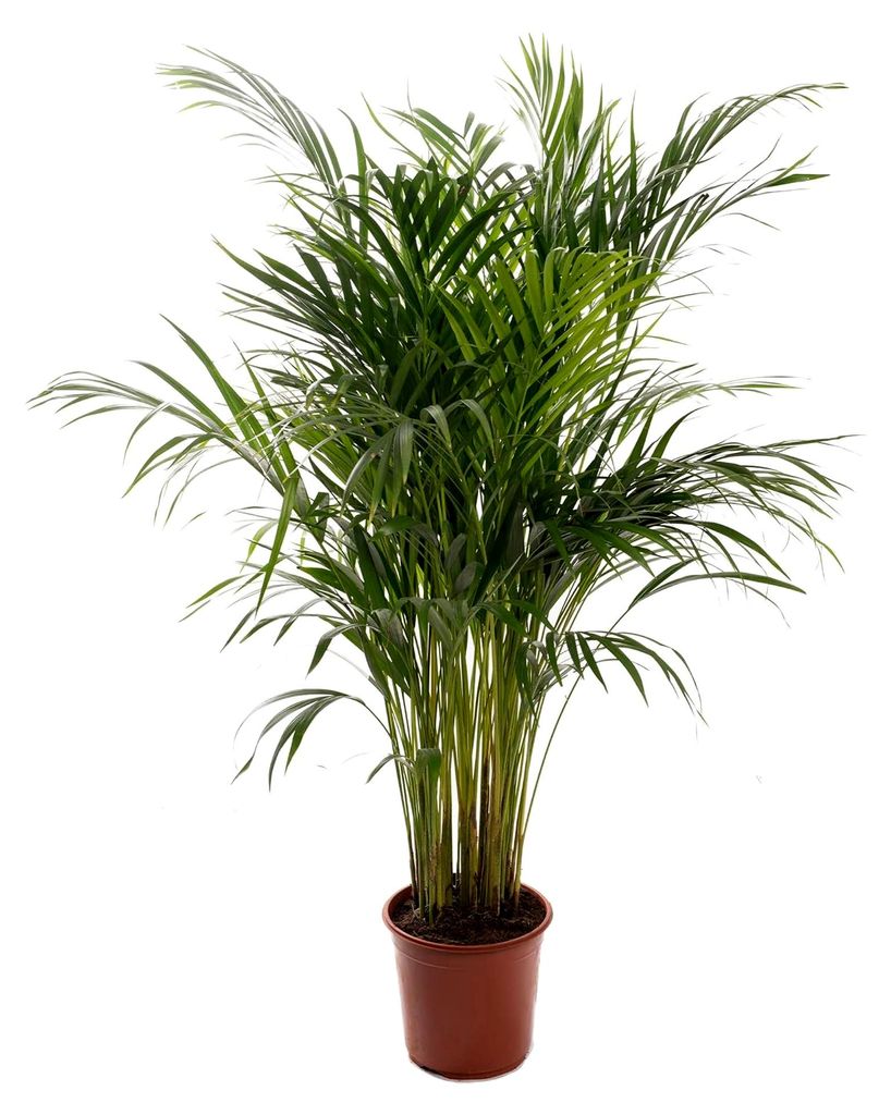 Areca Palme (Goldfruchtpalme) - Zimmerpflanze, Tropisch, Immergrün, Größe inkl. Topf 90-100 cm, Palmen-Pflanze für Zimmer, Büro usw.