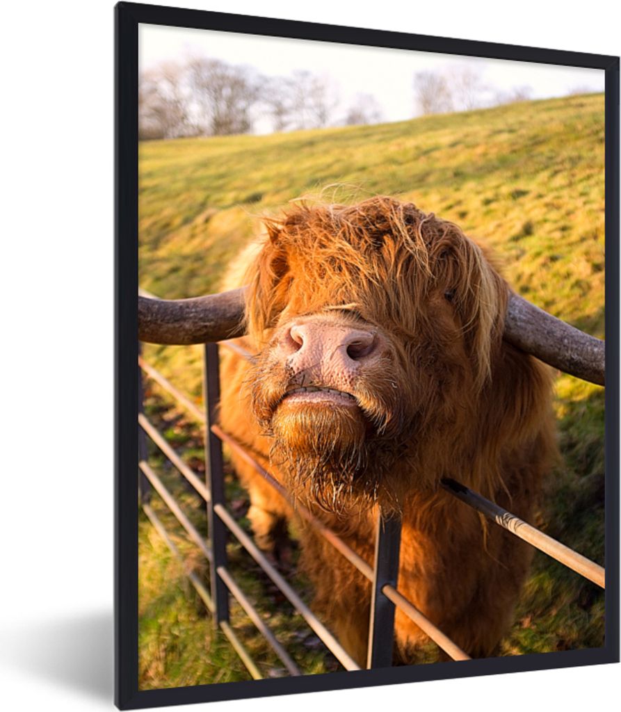 MuchoWow Gerahmtes Poster Scottish Highlander - Zaun - Gras 30x40 cm - Poster mit Schwarzem Bilderrahmen Wandposter Rahmen Foto Bilder - Wanddeko...
