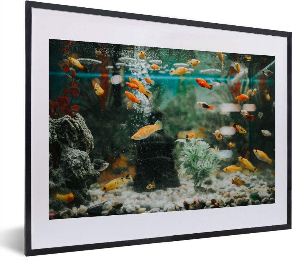 MuchoWow MuchoWow Gerahmtes Poster Kleine Fische in einem Aquarium 40x30 cm - Poster mit zchwarzem Bilderrahmen - Bilderrahmen - Poster im Rahmen