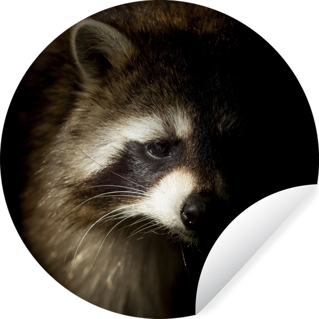 MuchoWow Runde Wandtattoo - Wandsticker Tapete Aufkleber Waschbär - Wilde Tiere - Schwarz Ø 30 cm Selbstklebend und Repositionierbar - Wandaufk...
