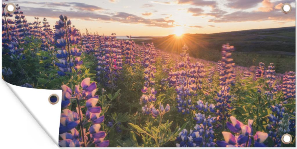 MuchoWow 60x30 cm Outdoor-Poster Gartendeko Sichtschutz Garten Poster für den Garten Lupine - Sonne - Lila