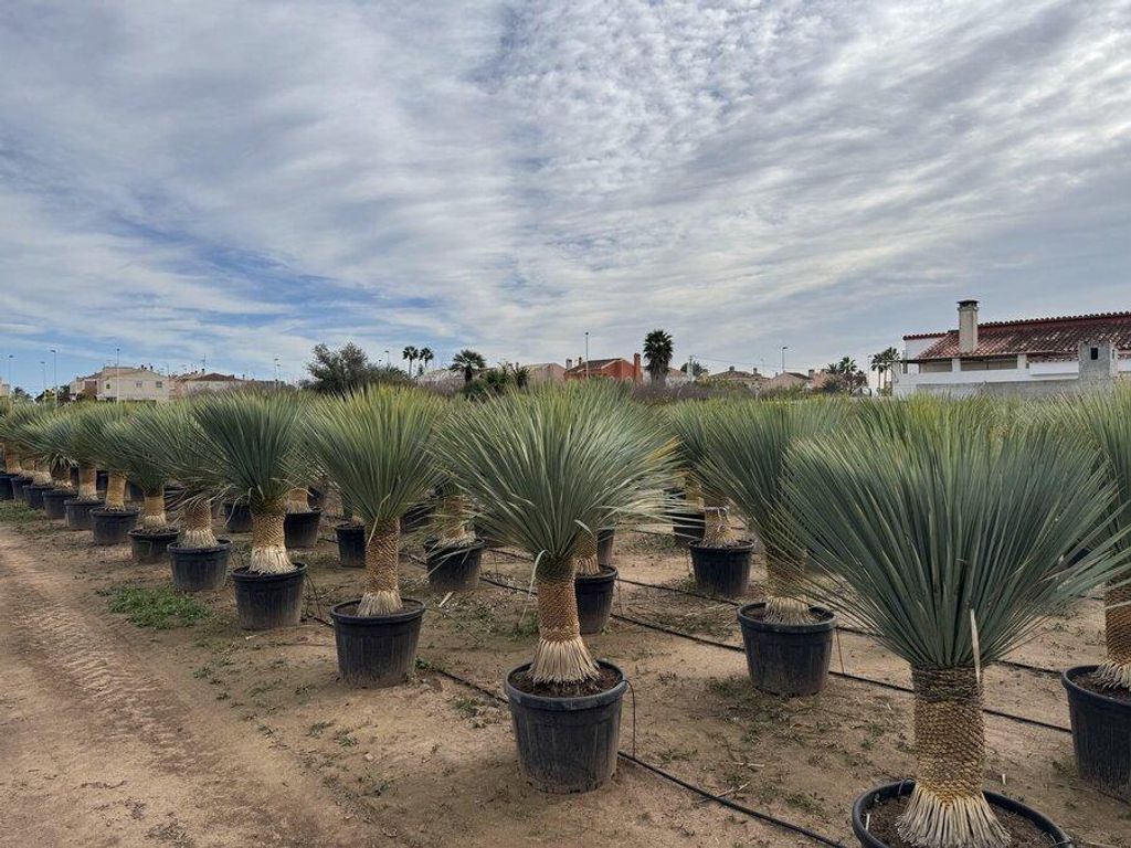 Sunny Tree - Yucca Rostrata - Palma - wysokość pnia 50/60 Zdjęcie produktu 
