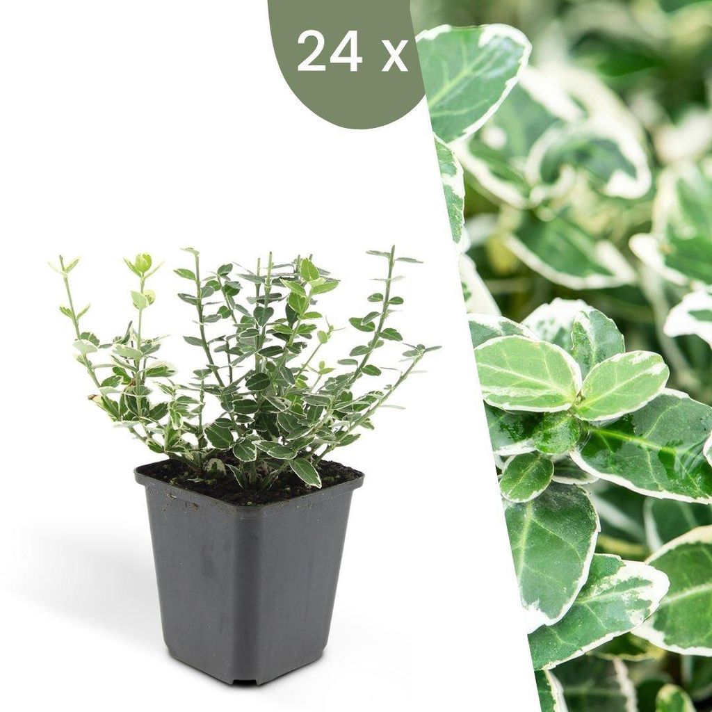 Plants by Frank | 24 Bunte Spindelstrauch Pflanzen | Euonymus 'Emerald 'n Gaiety' | Bodendecker | Winterhart | Gartenpflanzen