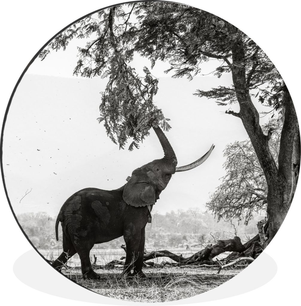 MuchoWow Aluminium Wandkreis Elefant - Baum - Tiere - Schwarz und weiß Ø 90 cm Wanddeko Modern Wohnzimmer - Mauerkreis - Wandbilder - Runde Bil...