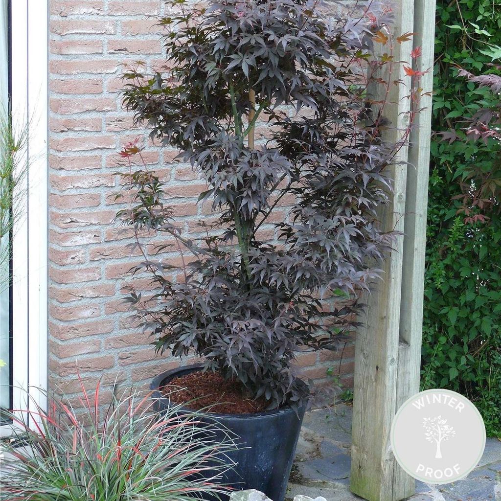 Acer \'Skeeter\'s Broom\' - Japanischer Ahorn - Strauch - Produktbild 