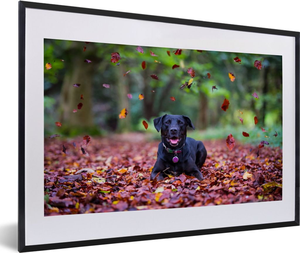 MuchoWow® MuchoWow® Gerahmtes Poster Schwarzer Labrador Produktbild 