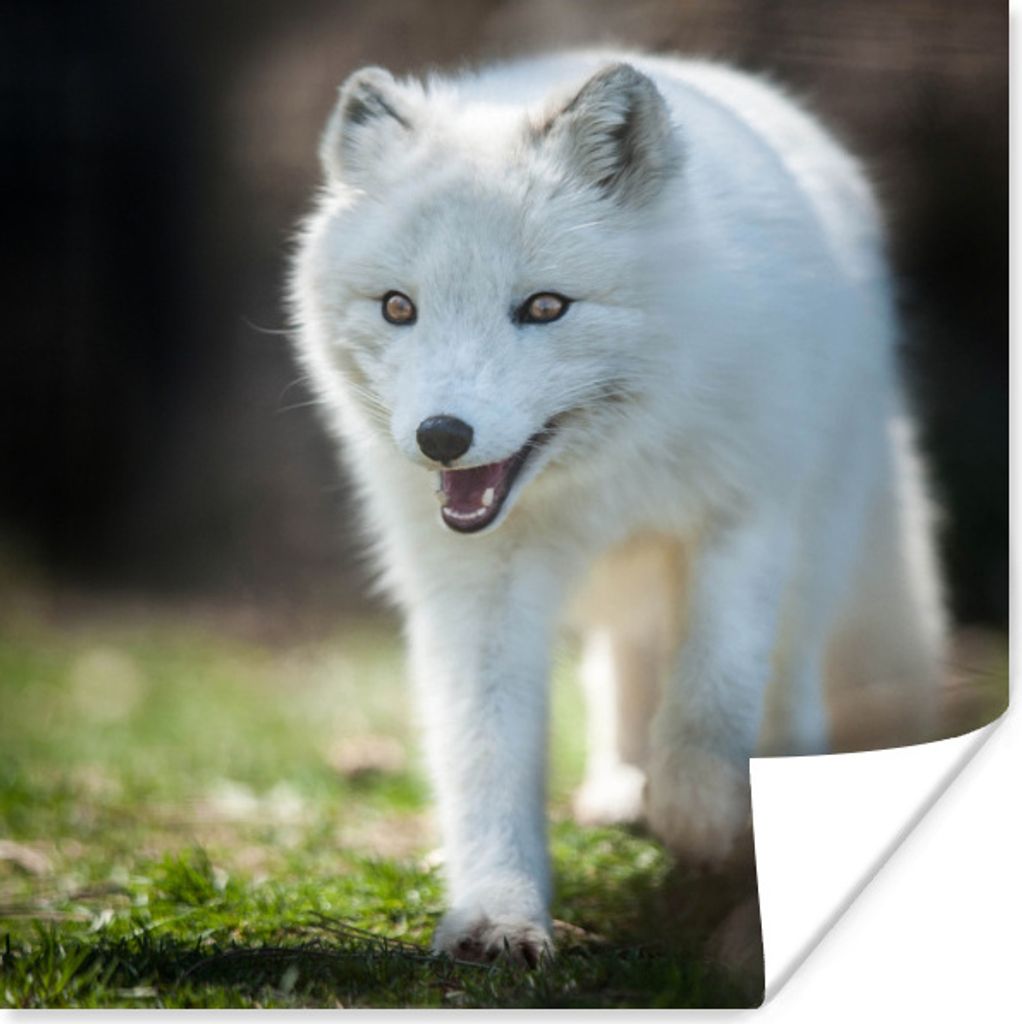 MuchoWow Poster Polarfuchs - Laufen - Gras 30x30 cm - Wandposter - Printing