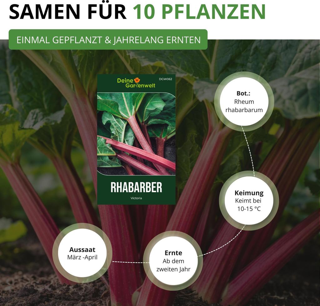 Rhabarber Victoria Samen - Rheum rhabarbarum -