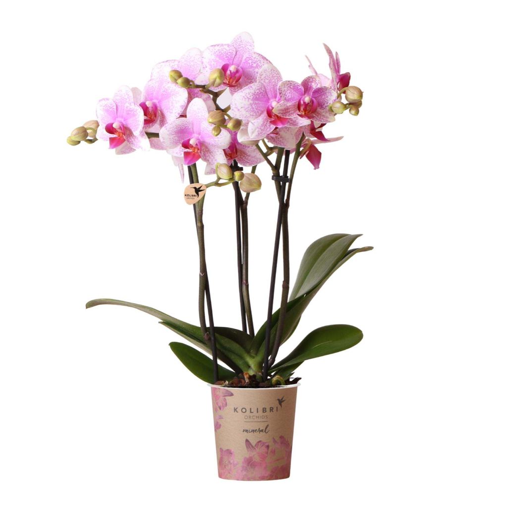 Kolibri Orchids | Růžová orchidej Phalaenopsis - Mineral Obrázek produktu 