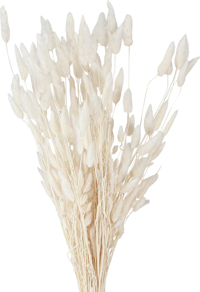 Trockenblumen Lagurus Cremeweiß 55-70cm 100g Dekoration