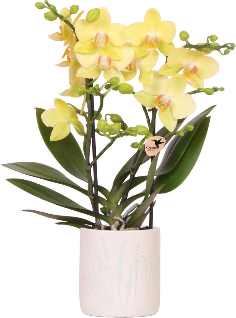 Kolibri Orchids | Żółta orchidea Albenga + Kwiatowa Zdjęcie produktu 