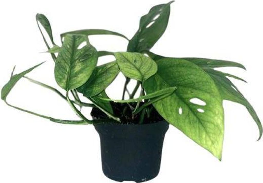 Efeutute Epipremnum Cebu Blue – Ø12cm – 20cm – Seltene Zimmerpflanze mit blaugrünem Blattwerk – Pflegeleichte & luftreinigende Rankpfl...
