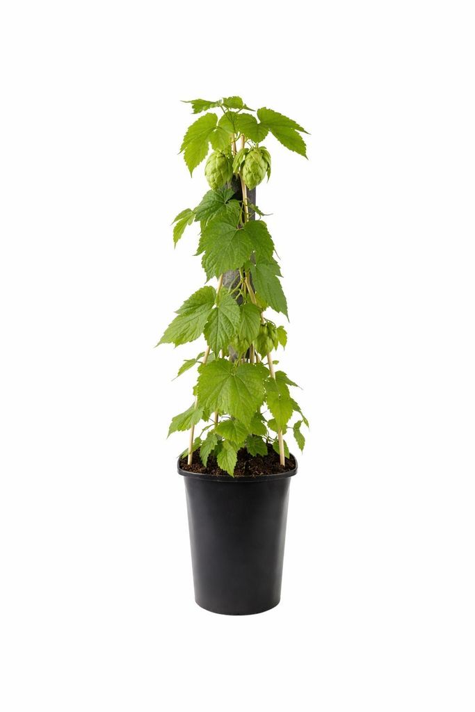 Pianta di luppolo Humulus lupulus 40–60 cm – Luppolo vero, Immagine del prodotto 