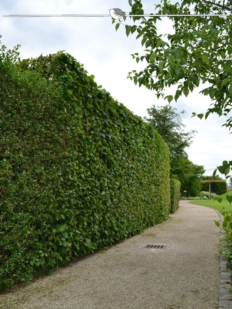 Hainbuche Carpinus betulus 175-200 cm Wurzelnackt, 200x Heckenpflanze