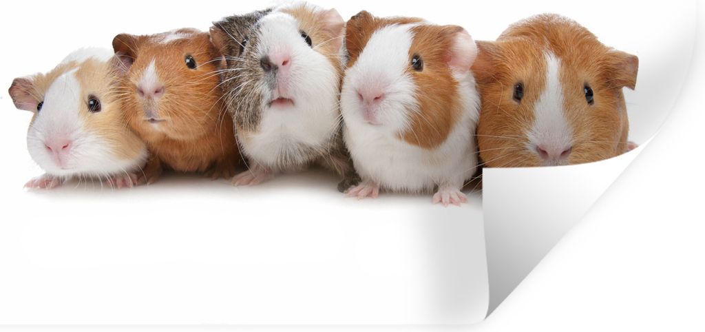 MuchoWow Wandtattoo Wandsticker Wandaufkleber Fünf Meerschweinchen in einer Reihe 90x60 cm Selbstklebend und Repositionierbar - Aufkleber