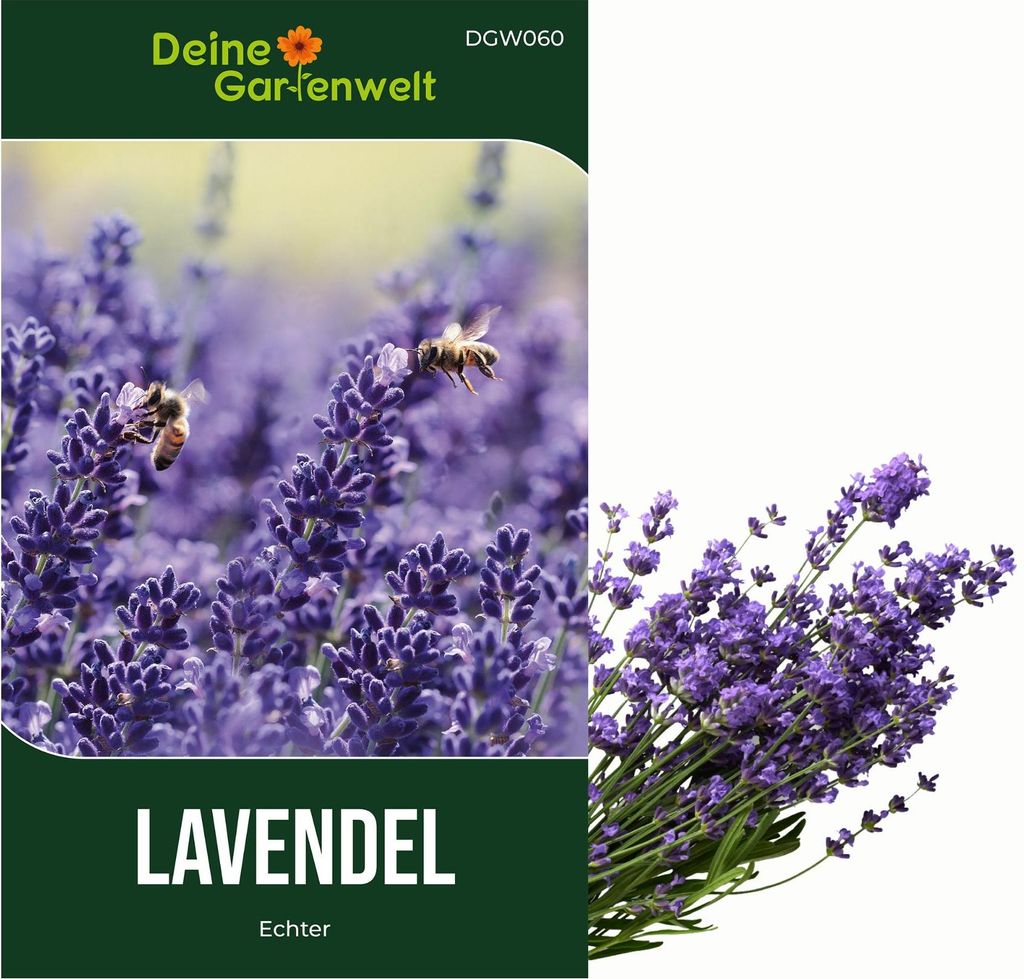 Lavendel Echter Samen - Lavandula angustifolia - Lavendelsamen - Kräutersamen - Saatgut für 50 Pflanzen