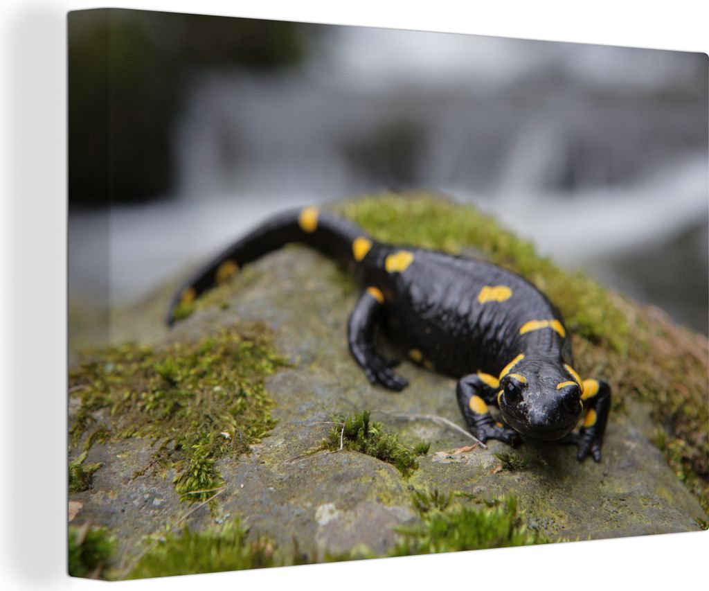 OneMillionCanvasses - Leinwandbilder - 140x90 cm, Schwarz-gelber Feuersalamander in der Nähe eines Wasserfalls auf einem Stein mit Moos, Wandbil...