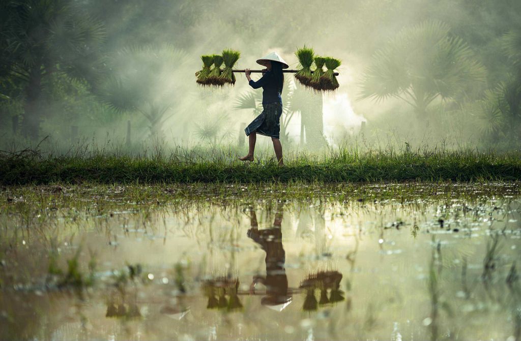 hansepuzzle 18999 - Reis-Ernte Puzzle, 500 Teile, Menschen, 46,0 x 30,0cm mit hochwertiger Aufbewahrung, Kartonbox und wiederverschließbarem Beutel