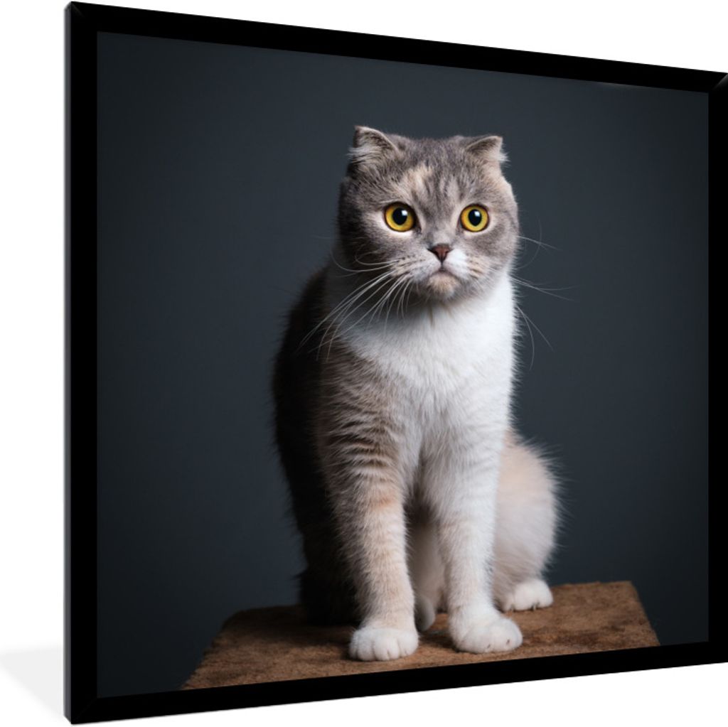 MuchoWow Gerahmtes Poster Katze - Haustiere - Licht 40x40 cm - Poster mit Schwarzem Bilderrahmen Wandposter Rahmen Foto Bilder